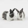 Dutch Rabbit Salt & Pepper Shakers -Penguin Random House Sales Store Dutchrabbitsaltandpeppersteelandwhite01