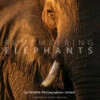 Remembering Elephants -Penguin Random House Sales Store RememberingElephantsJacket