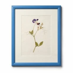 Blue Sweet Pea In Cornflower Frame By Clove At Home